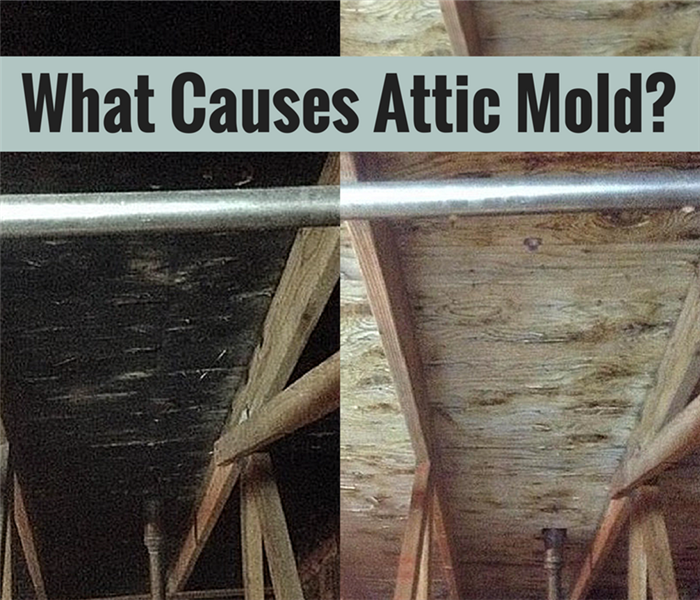 Attic Mold Causes and Remediation in New Haven County Homes SERVPRO of MilfordOrangeStratford